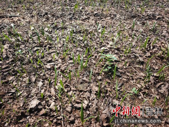 ���D�hί������/���D