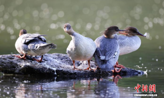 ���A��ɳ�����ԁ����w��ˮ��ʯ�^����Ϣ�����w��� �z