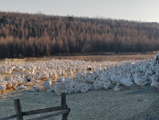 ���Mѩ�Z�B(y��ng)ֳ�a�I(y��)朽��O ������ί������/���D