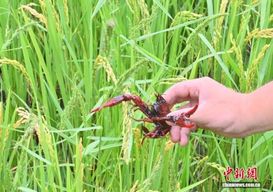 �ڼ���ʡ��ͨ�h�������ˆT�ɹ����������m���������حh(hu��n)����С���r�磬��(chu��ng)��̽���������B(y��ng)ֳ�rз��ģʽ��(�Y�ψD) ���� �z